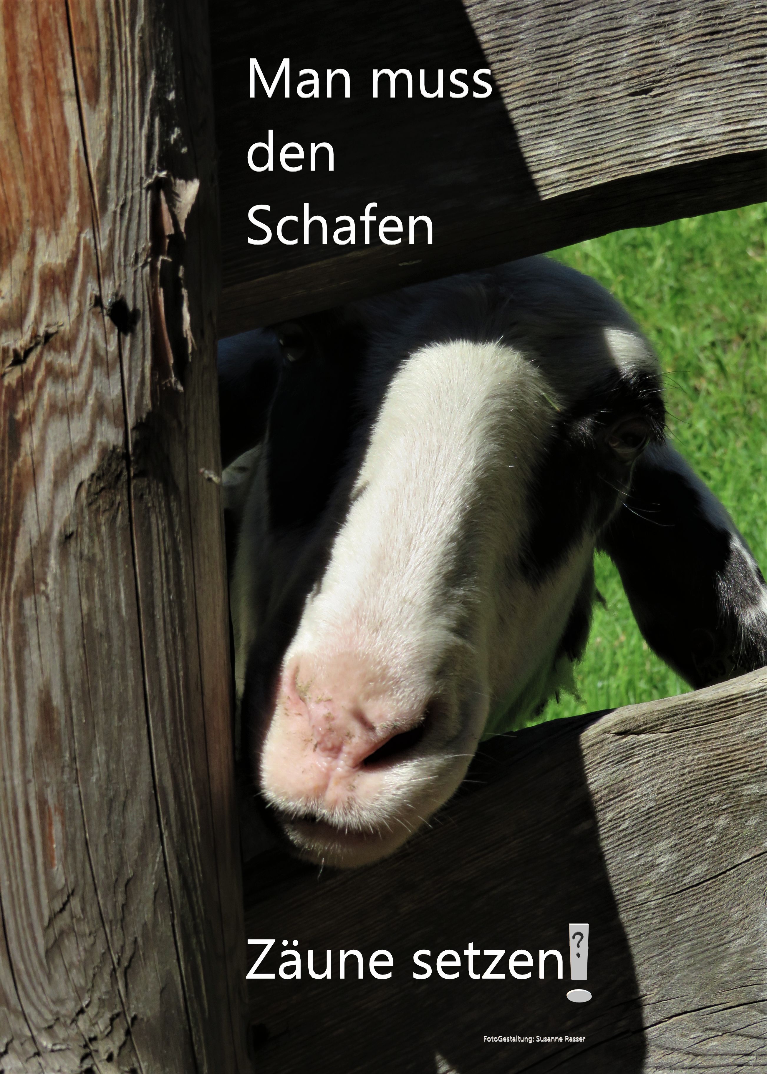 Schaf Ausstellung